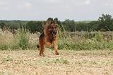BERGER ALLEMAND 406